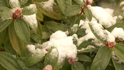 Magnolia tree under snow Stock Footage 72113843