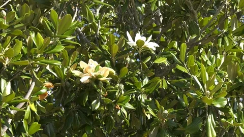 Magnolia trees in bloom Stock Footage 94339394