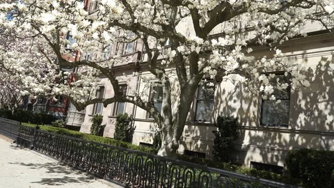 Magnolia Trees in Bloom 스톡 동영상 128201735