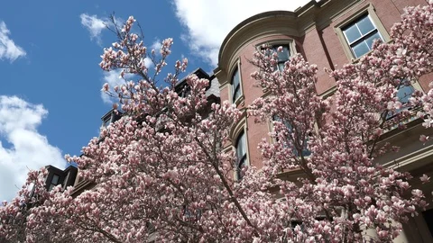 Magnolia Trees in Bloom 스톡 동영상 128201743