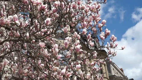 Magnolia Trees in Bloom 스톡 동영상 128201744