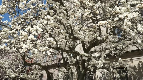 Magnolia Trees in Bloom 스톡 동영상 128201745