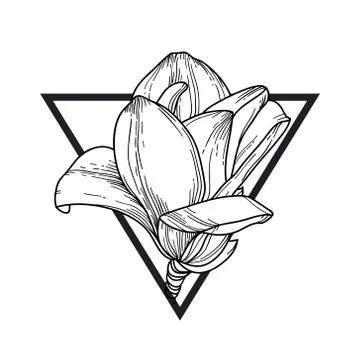 Magnolia in triangle Stock Illustration
