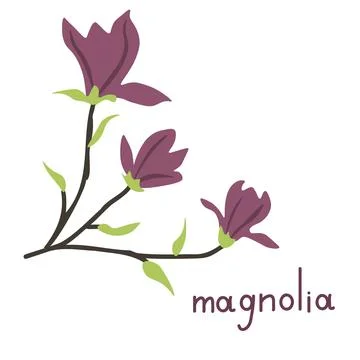 Magnolia vector illustration Stock Illustration