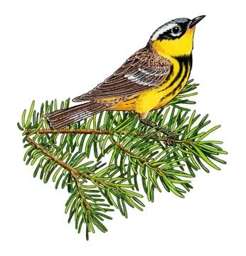 Magnolia Warbler Stock Illustration