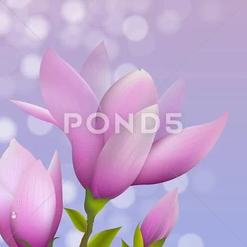 Magnolia with water drop Stock Illustration