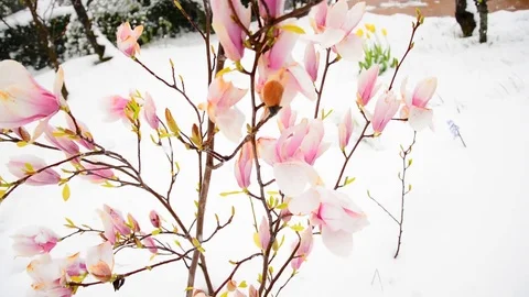 Magnolia in winter time. Stock Footage 75131552