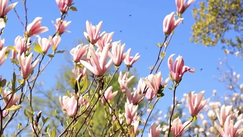Magnolias in spring Stock Footage 240306882
