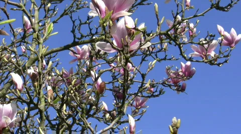 Magnolias in the wind Stock Footage 822698