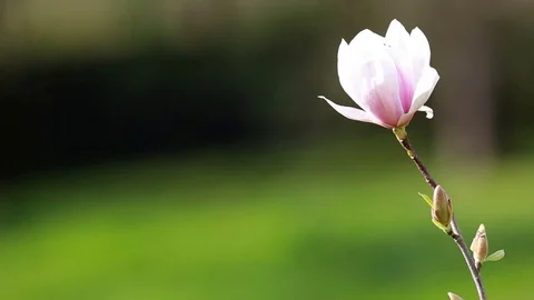Magnololia and springtime Germany Stock Footage 74253972