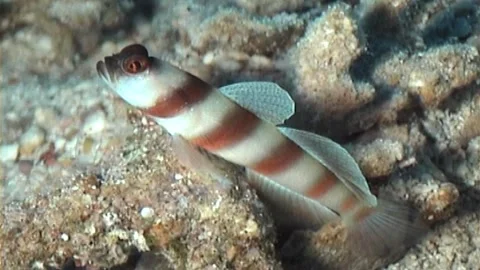 Magnus Partner Goby, Close Up Video stock 291218164
