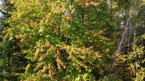 Magog automne Stock Footage 253158449