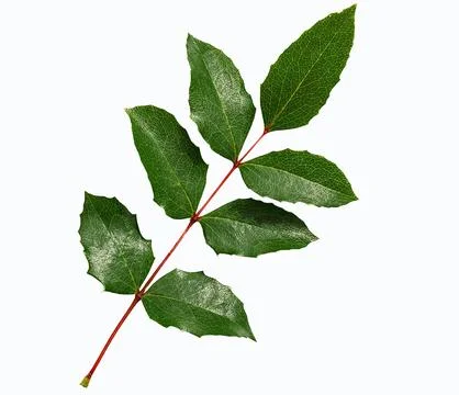 Magonia Stock Photos
