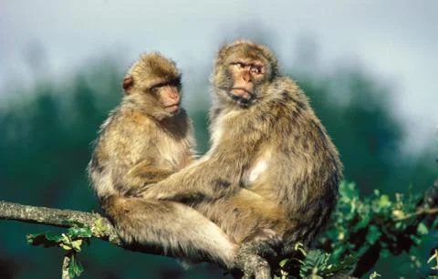 MAGOT macaca sylvana Stock Photos