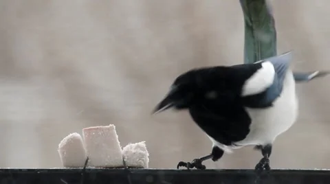 Magpie 1 Stock Footage 951022