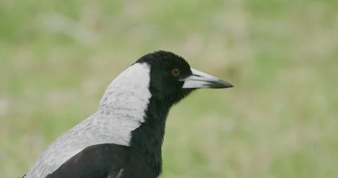 Magpie In Alert, Close Up, 8K Vídeos de archivo 335078404