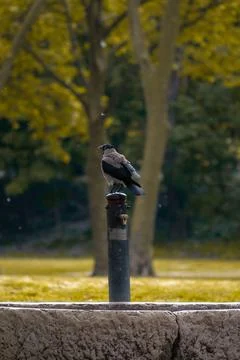 Magpie alone on a tree trunk Stock Photos