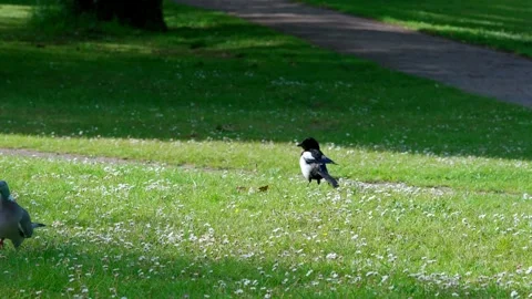 The magpie and dove Stock Footage 313282413