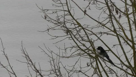 A magpie on bare branches of a tree in winter - snow in the background, snowfall Stock Footage 148615137
