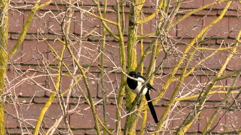 Magpie in a bare hazel tree and flies away - sunny day in autumn - real time Stock Footage 145925485