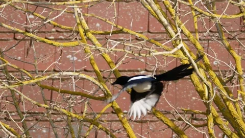A magpie on a bare hazel tree, flies away - sunny day in autumn - real time Stock Footage 154752621