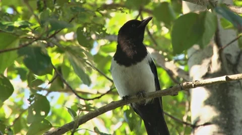 Magpie in a Birch Tree 1 Stock Footage 8548330