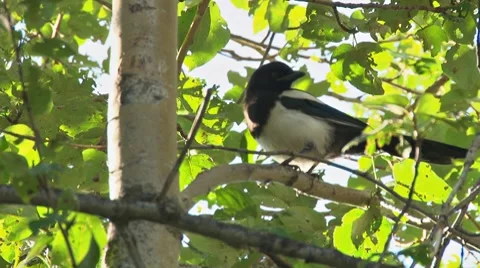 Magpie in a Birch Tree 2 Stock Footage 8548412