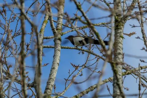 Magpie in Birch Tree Stock Photos