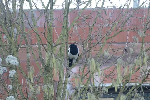 Magpie in Birch Tree Stock Photos
