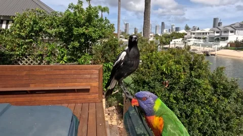 Magpie bird attacks lorikeet parrot in garden near modern buildings and wat.. Stock-Footage 334323686