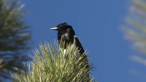 Magpie Bird Chirping in Tree Stock Footage 247267720