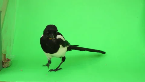 Magpie bird Close up on Green Screen Chroma Key Pt 14 of 28 Stock Footage 160265662