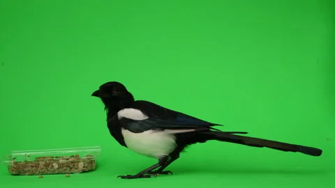 Magpie bird Close up on Green Screen Chroma Key Pt 25 of 28 Stock Footage 160277491