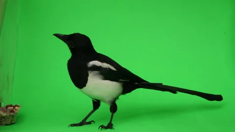Magpie bird Close up on Green Screen Chroma Key Pt 26 of 28 Stock Footage 160281092
