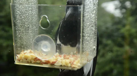 Magpie on bird feeder Stock Footage 29661624