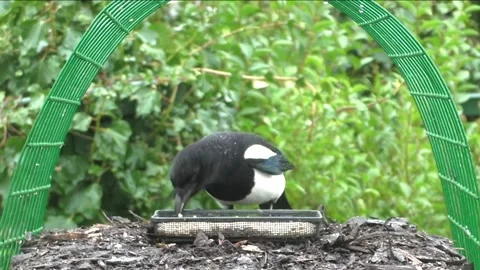 Magpie Bird Stock Footage 229714692