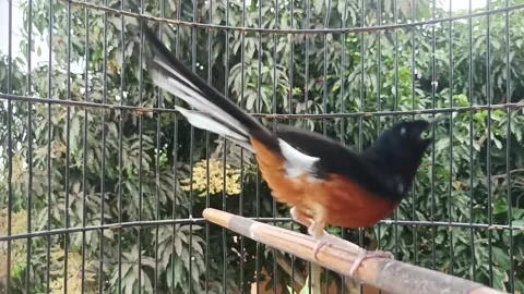 Magpie bird Stock Footage 234108622