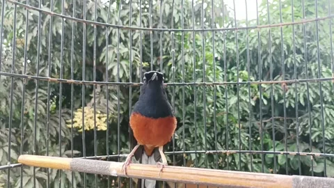 Magpie bird Stock Footage 234108674