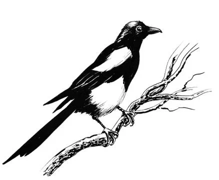 Magpie bird Stock Illustration