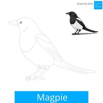 Magpie bird learn to draw vector Stock Illustration
