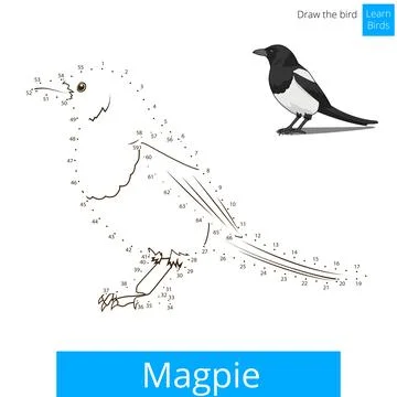 Magpie bird learn to draw vector Stock Illustration
