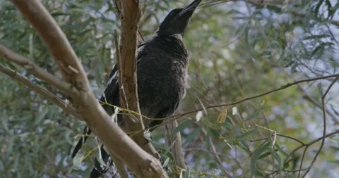 Magpie Bird Moving on Eucalyptus Branch Stock Footage 317848542