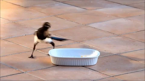 Magpie bird pecks wet food Stock Footage