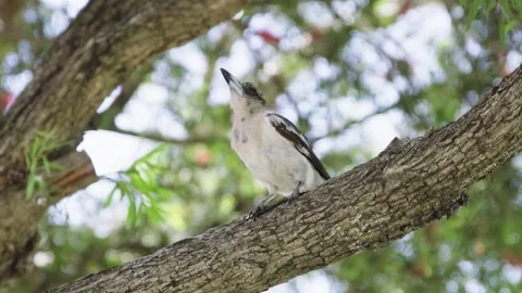 Magpie bird perched in a Bottlebrush tree in a park in sunny Australia Video stock 242468985