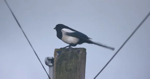 Magpie bird perched on electricity pole in strong wind flying away Stock Footage 272279925