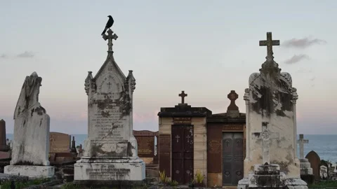 A Magpie bird sits on a grave stone by the sea in Bronte Sydney slow motion Video stock 274245262