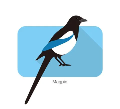 Magpie bird standing on a branch, vector illustration Stock Illustration