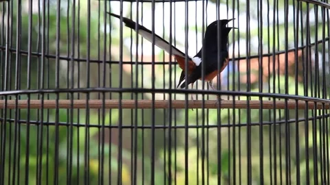 Magpie Bird Stone Stock Footage 153086543