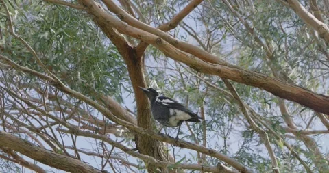 Magpie Bird on a Tree  Stock Footage 317848724
