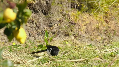Magpie bird while feeding on raw wild ground ecosystem,wildlife birds animals Video stock 211812768